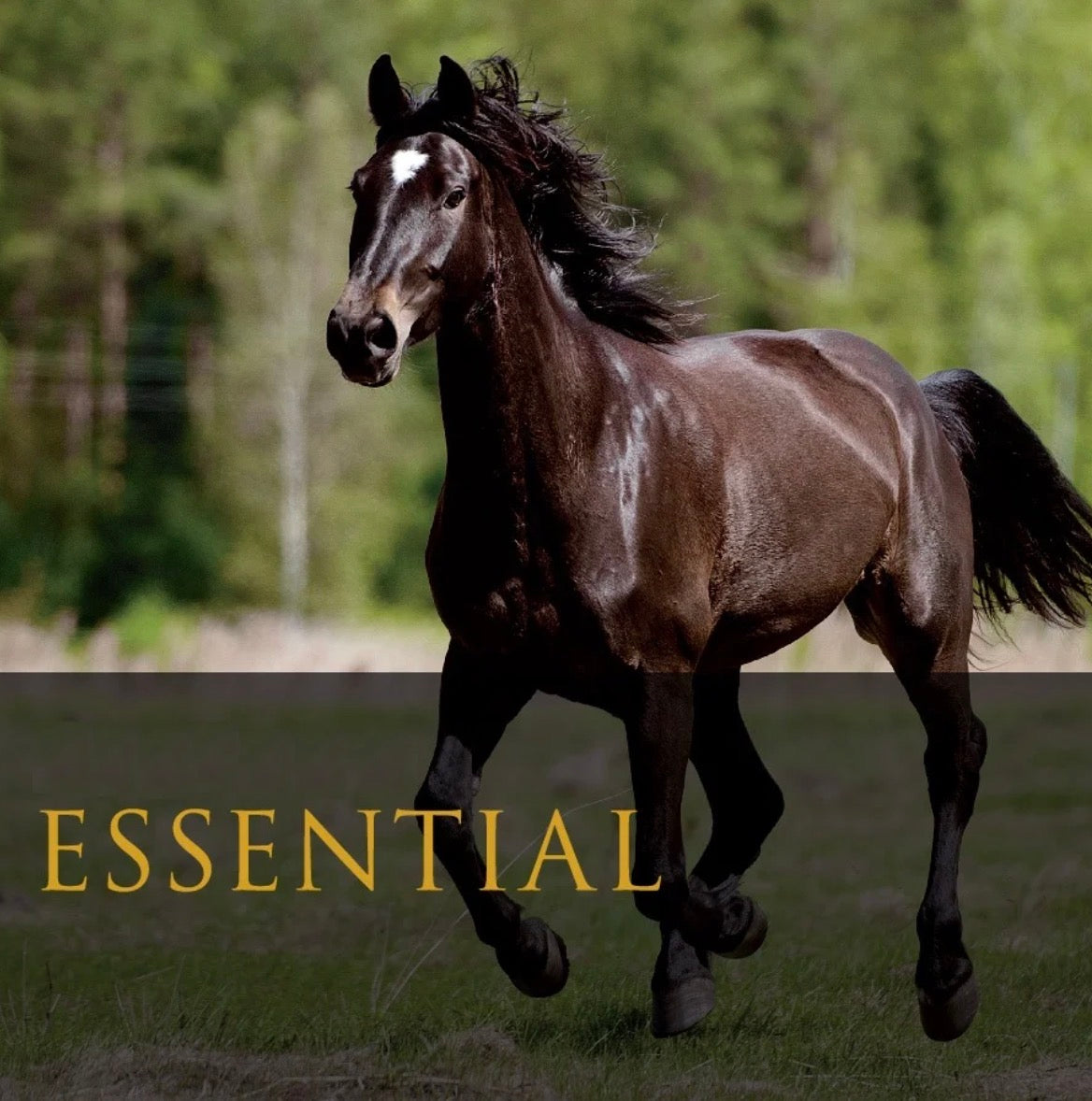 ESSENTIAL 25 kg